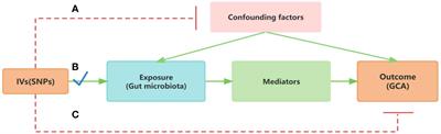 Exploring the causal role of gut microbiota in giant cell arteritis: a Mendelian randomization analysis with mediator insights